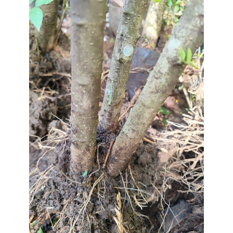bahan bonsai bonggol anput cabang 3 prospek