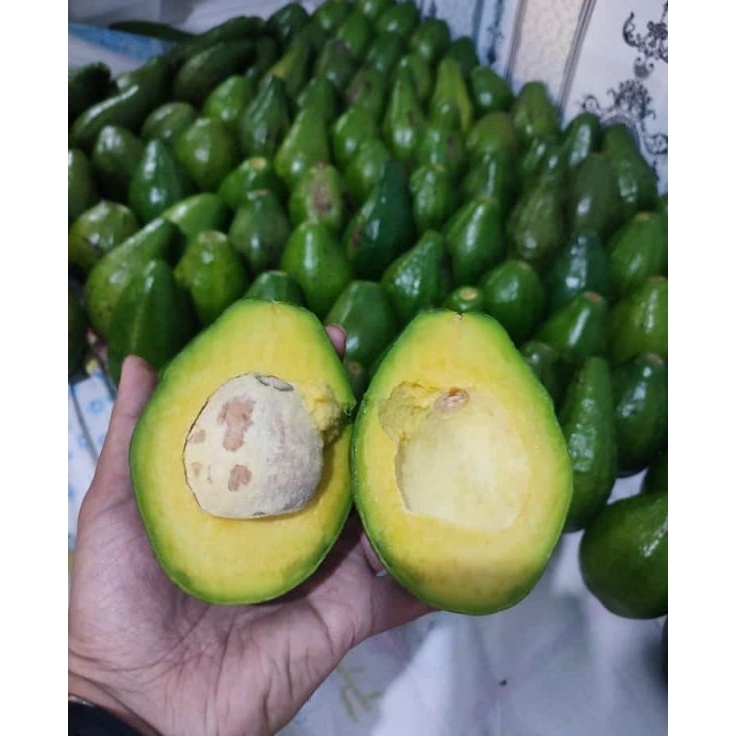 

Buah Alpukat Mentega 1kg Bergaransi Alpukat Kuning Alpukat Mentega Legit Aadhya Official Store