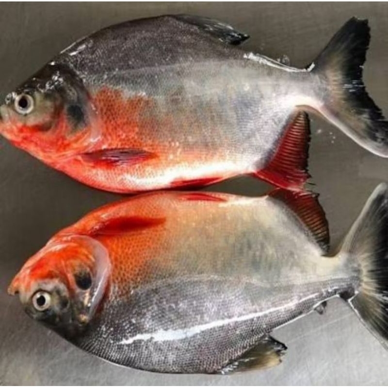 

Ikan Bawal air tawar hidup 1 kg