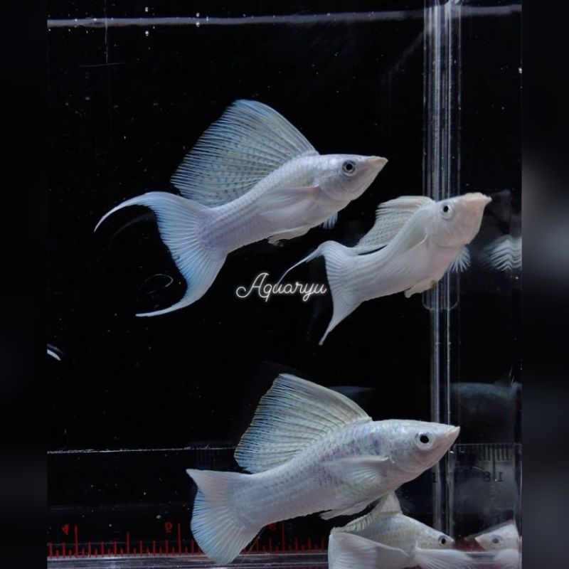 Ikan Hias Molly Cawang Molly Platinum Cawang Molly Black Cawang Moli Cawang Hiasan Aquarium Kolam Ta