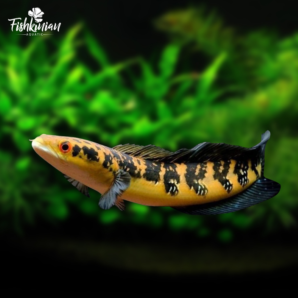 Baby Channa Yellow Sentarum size 6-7 cm