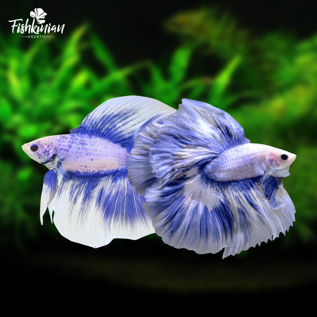 Ikan Cupang Halfmoon Double Tail (HMDT) Grizzle GRADE A