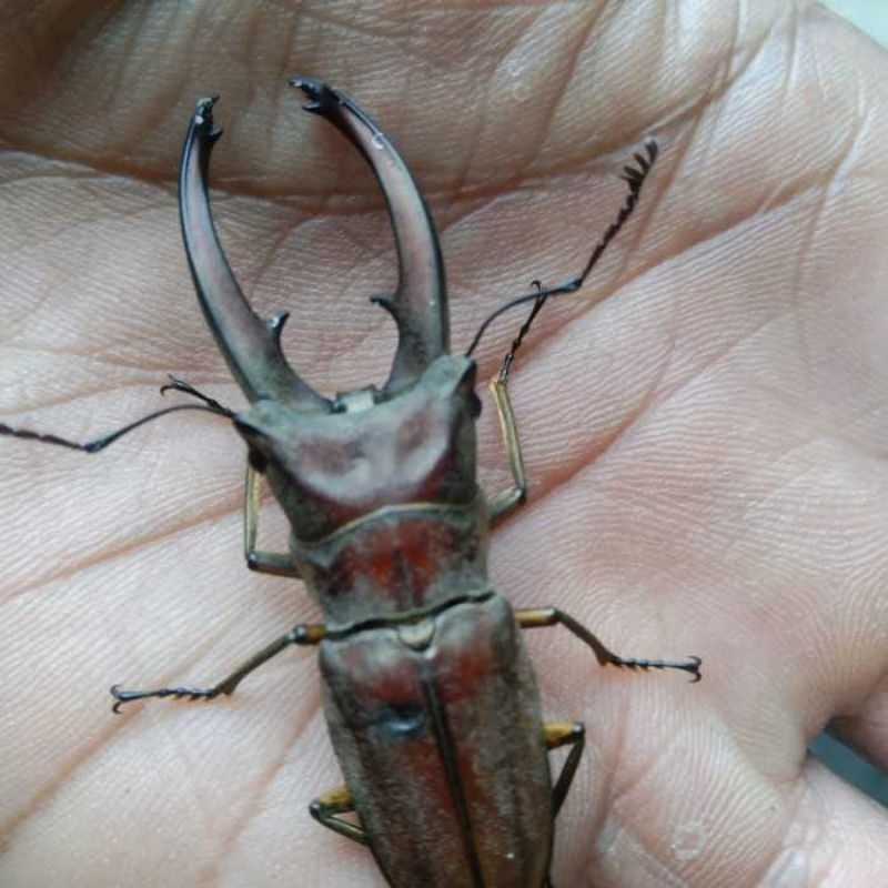 kumbang capit cyclommatus elaphus