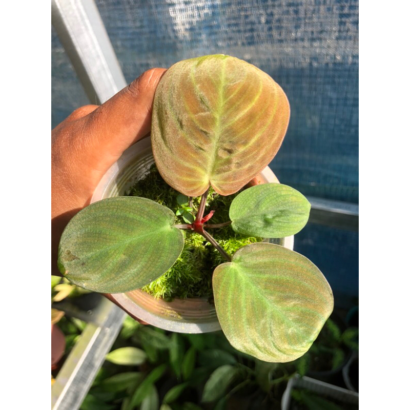 TANAMAN HIAS HOMALOMENA SP RED