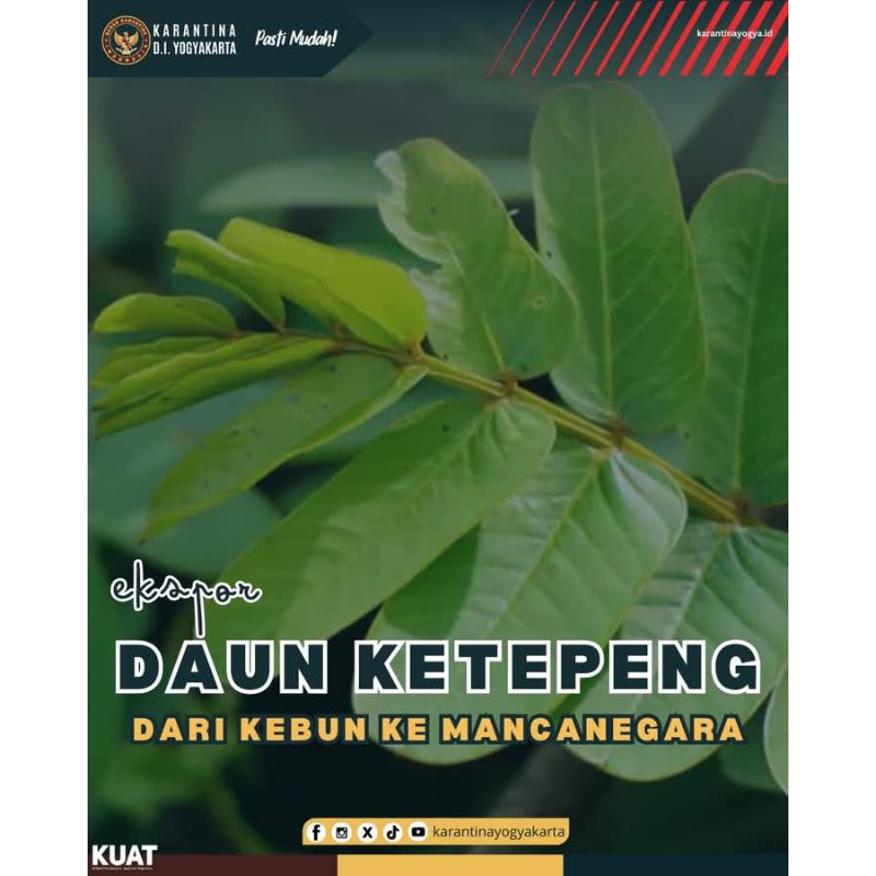

daun ketepeng segar per 100 lembar segar