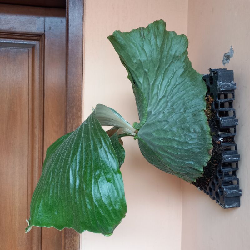 Tanaman Hias Platycerium Erawan