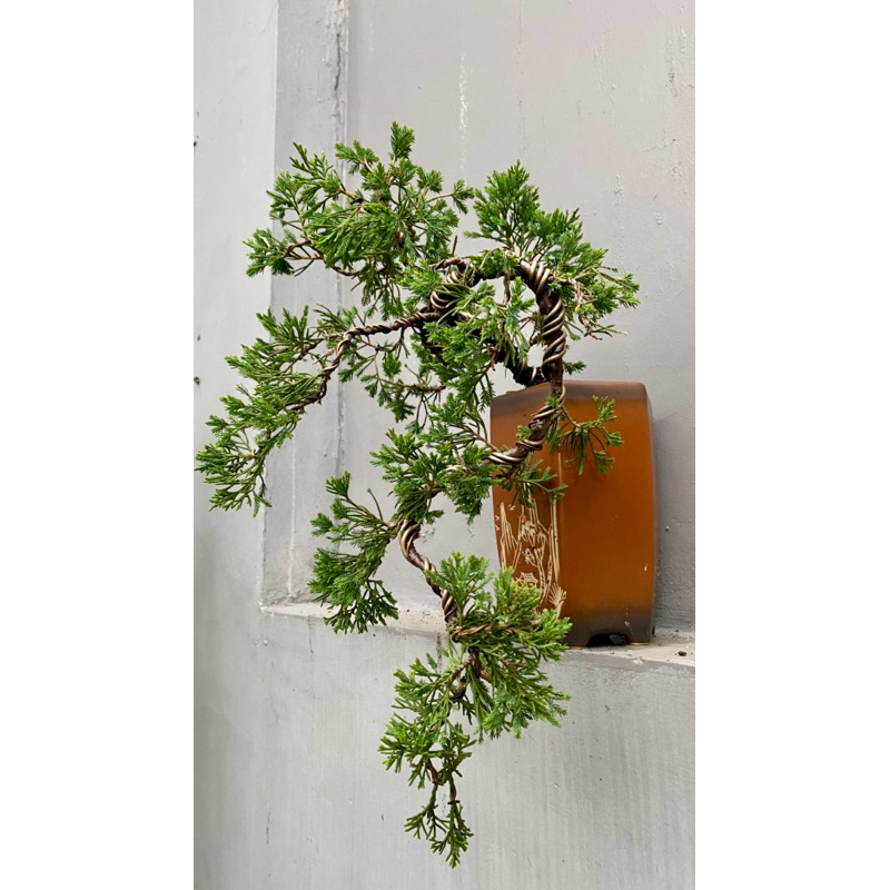 Bonsai cemara blue sinensis