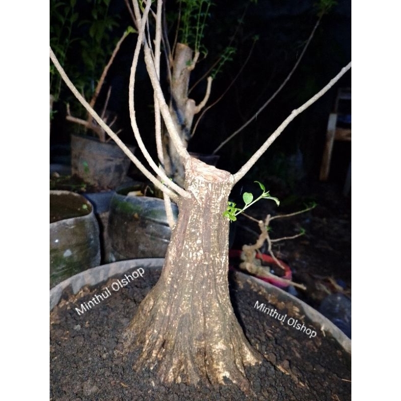 Bonsai kimeng prokar batang besar sesuai foto