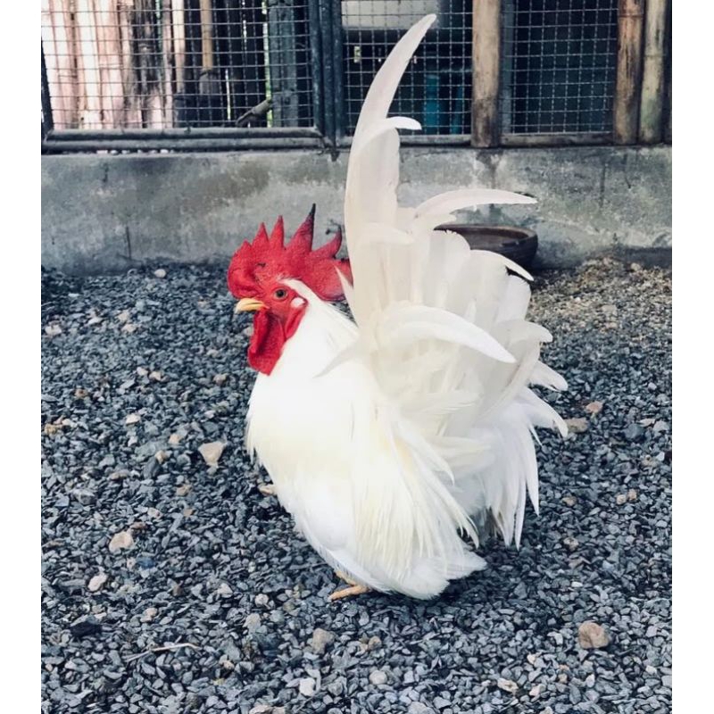 AYAM HIAS CHABO KATE BLACKTAIL