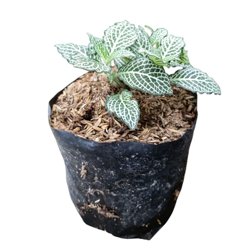 tanaman fittonia white brocade