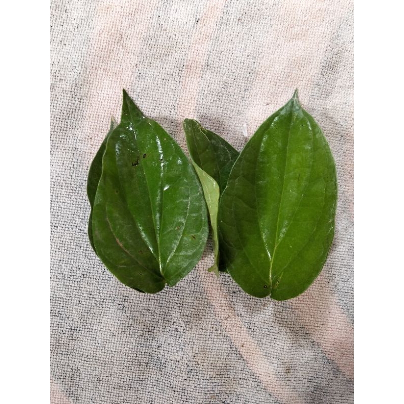 

Daun sirih segar