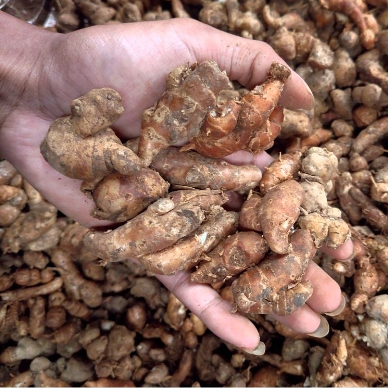 

kencur/cikur kualitas terjaga umur 2 tahun banyak yang tua 1kg segar frees