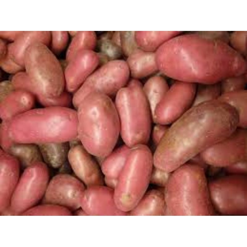 

kentang merah fresh 500gr/1kg
