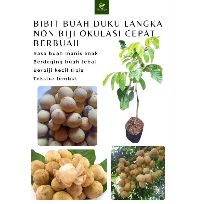 Bibit Buah Unggulan Duku Palembang Super Okulasi Rasa Buah Manis Segar Berdaging Tebal Tekstur Lembu