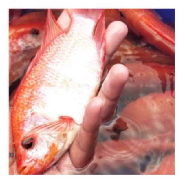 Bibit ikan NILA MERAH KAKAP 4 jari Sehat berkwalitas