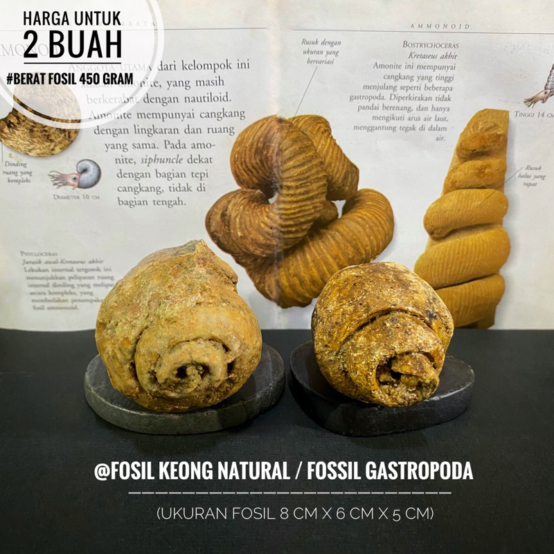 Fosil Keong Purba Mesozoic B63 atau Fossil Gastropoda Natural atau Fosil Kol Buntet atau Fosil Keran