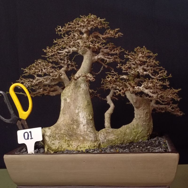01 - Bonsai Serut Jadi Siap Pajang Berprestasi