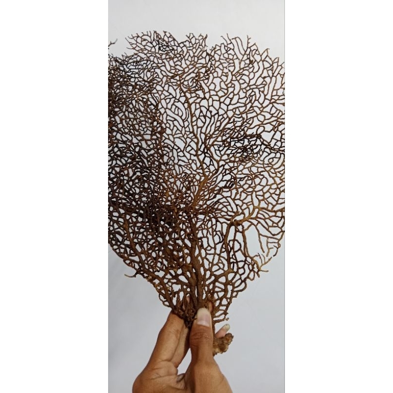 hiasan aquarium Bahar kipas