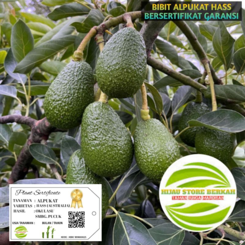 Bibit ALPUKAT HASS Australia Original Super bersertifikat