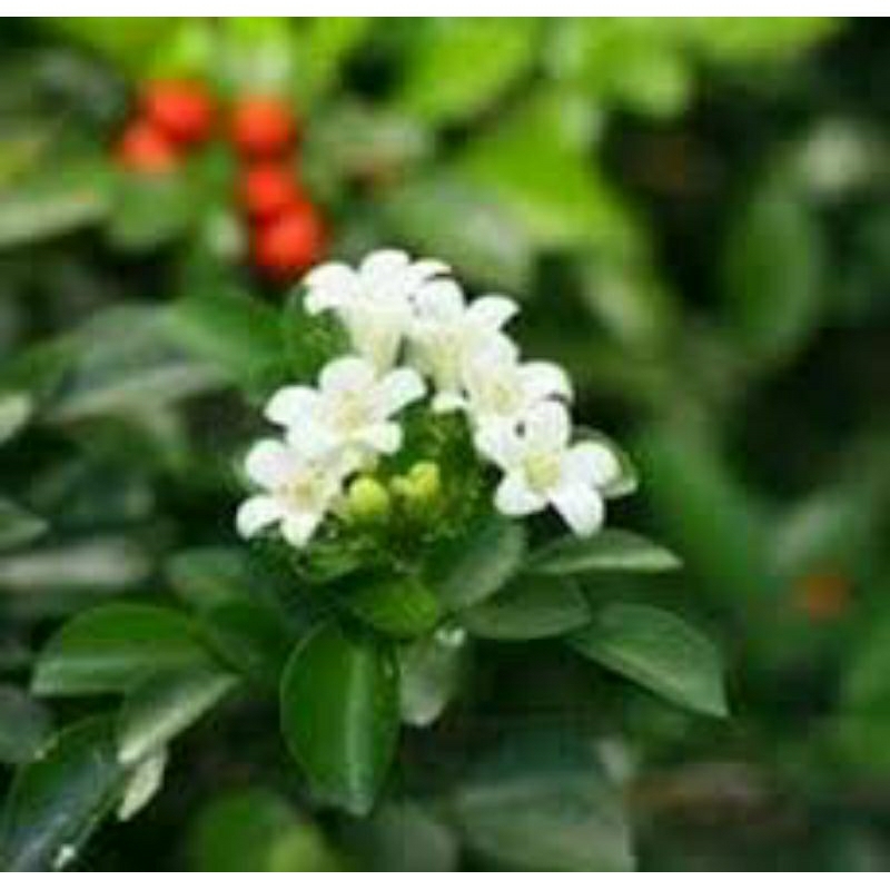 Tanaman Kemuning Jepang ( kemuning jawa)bunga wangi