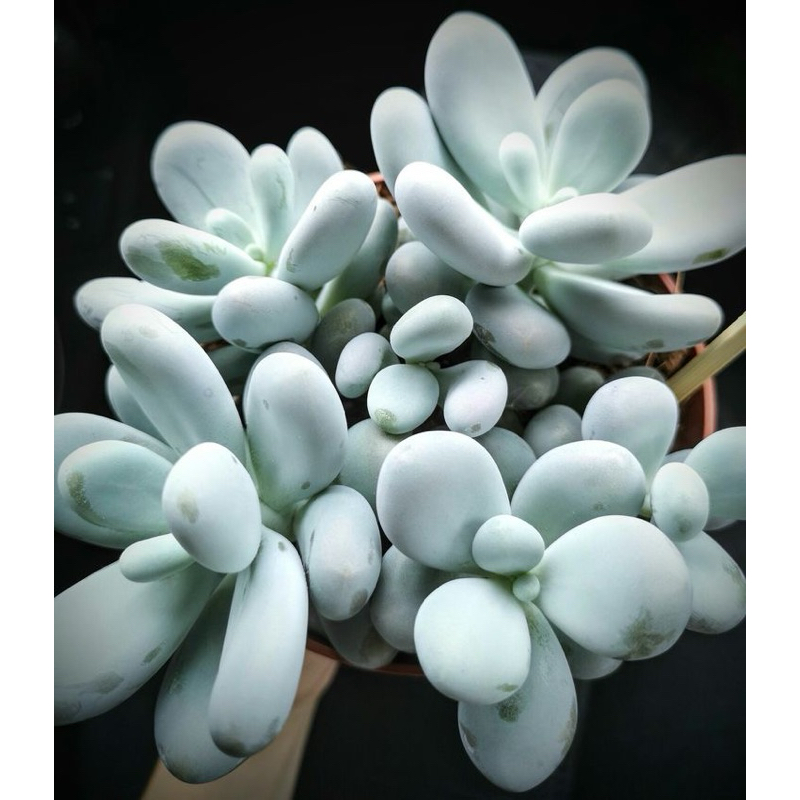 Sukulen Pachy Oviferum Moonstone