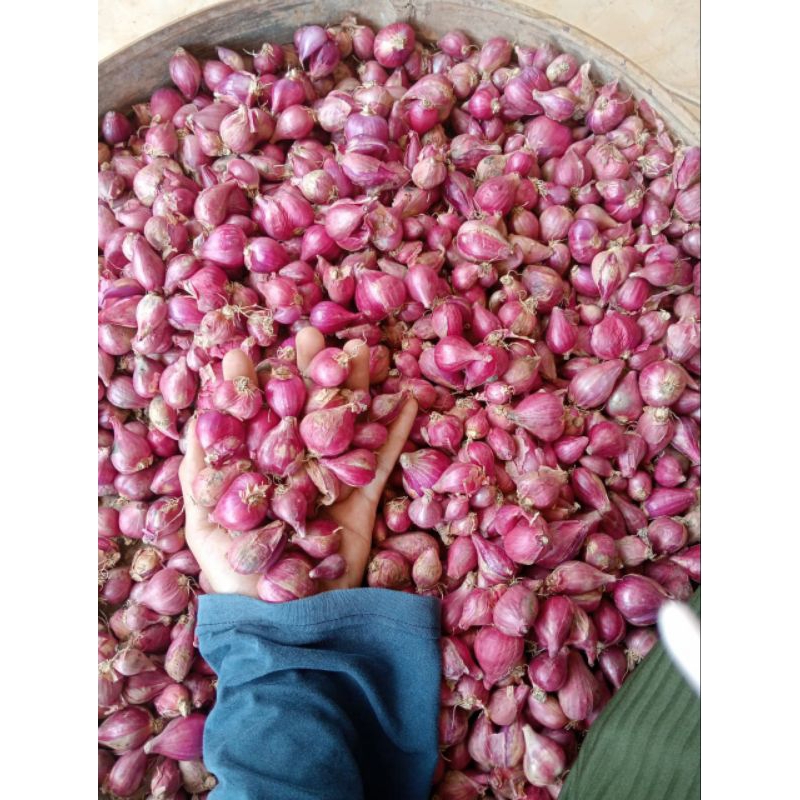 

Bawang Merah Ukuran Sedang dan Besar Kemasan 1 kg
