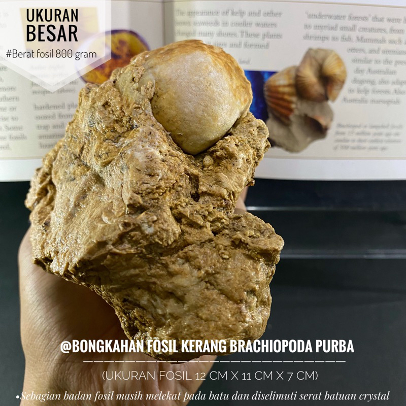 Bongkahan Fosil Kerang Brachiopoda Purba A26 atau Fosil Keong atau Fossil Shell atau Fosil Kijing Te