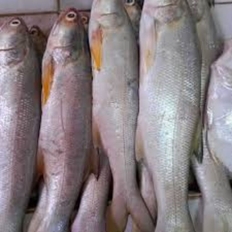 

ikan senangin ikan segar berat 500gram