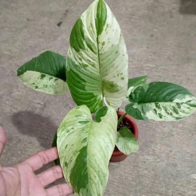 Tanaman hias homalomena varigata