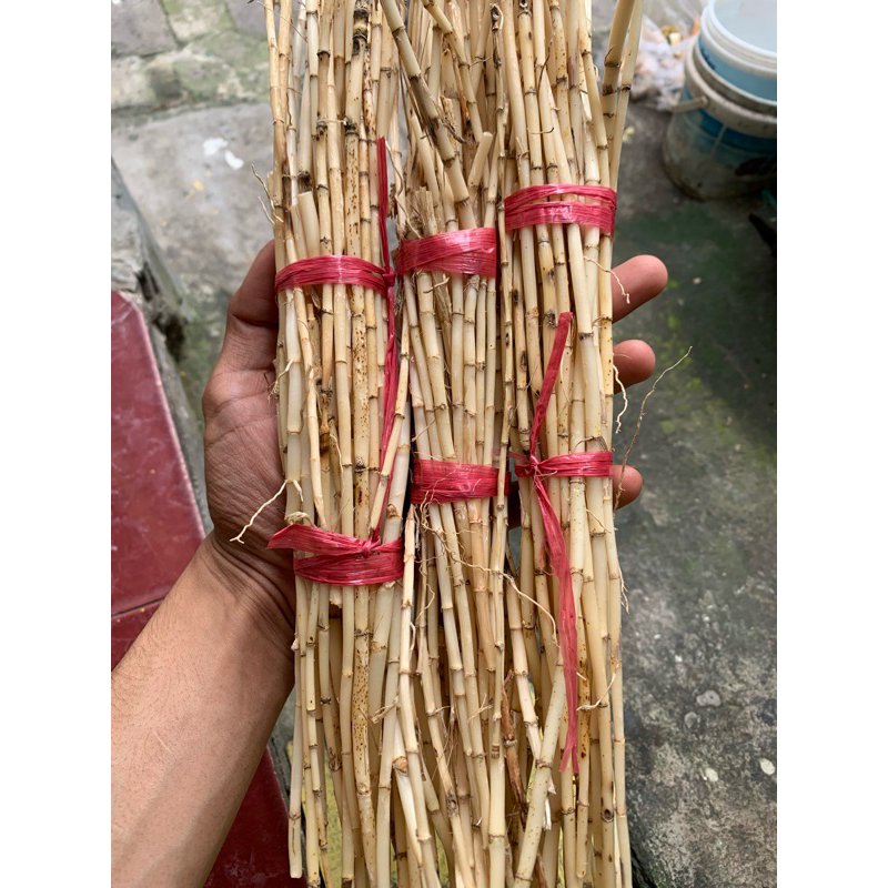 

Akar Alang-Alang - 150gram