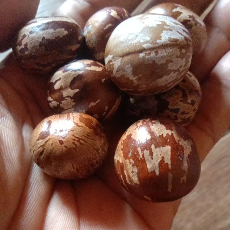 

(COD) Biji karet Kalimantan