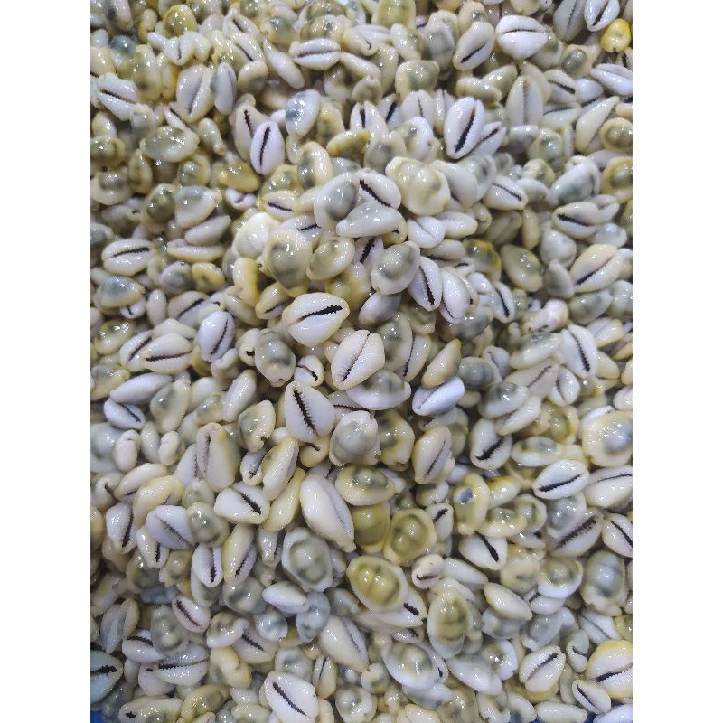 Kerang mainan congklak/Kuwuk kuwuk/Kerang kuning