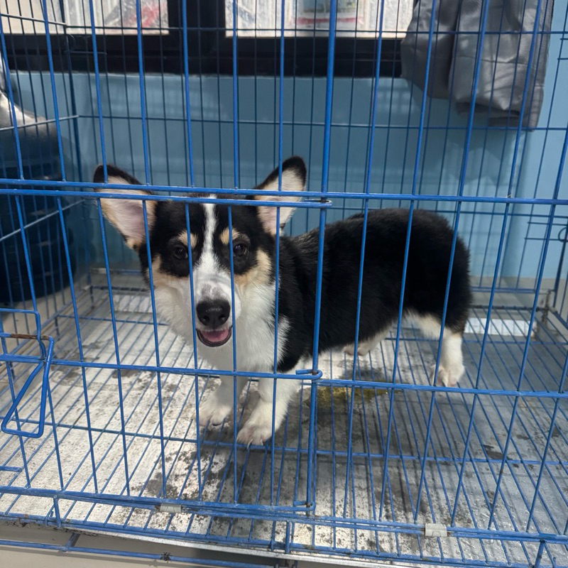Anak Anjing Pembroke Welsh Corgi Stb Vaksin