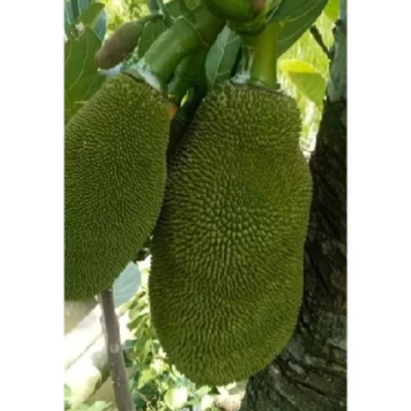 

nangka muda segar 1 kg