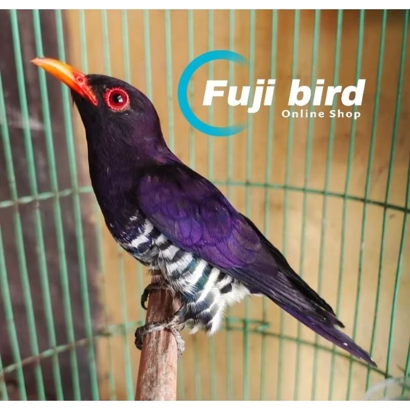BURUNG CUNGKOK VIOLET JANTAN