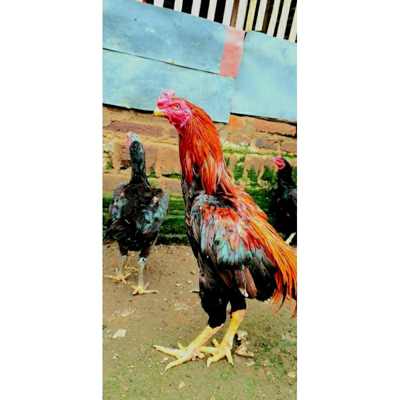 ANAKAN AYAM BANGKOK SELATAN X BIRMA TELUR BIRU/HIJAU