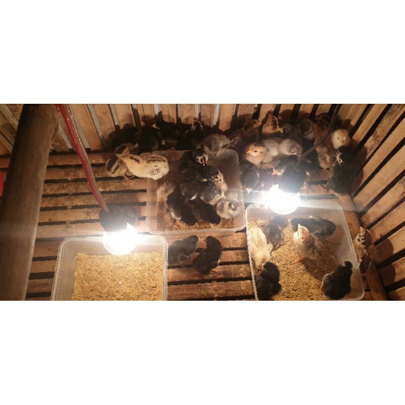 Doc Ayam Birma Telur Hijau