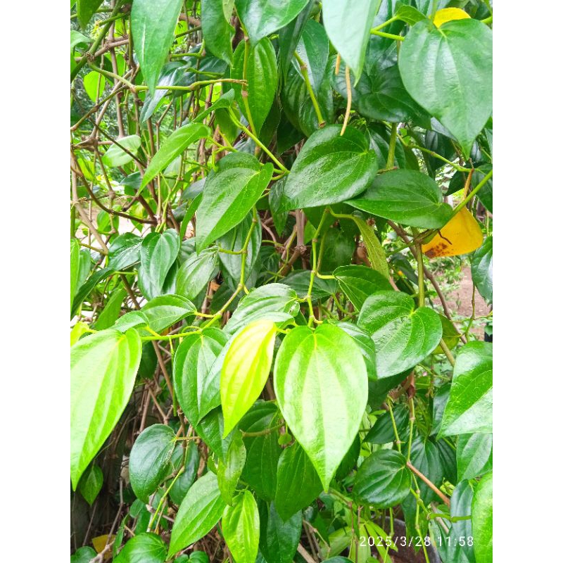 

DAUN SIRIH HIJAU SEGAR 100gr