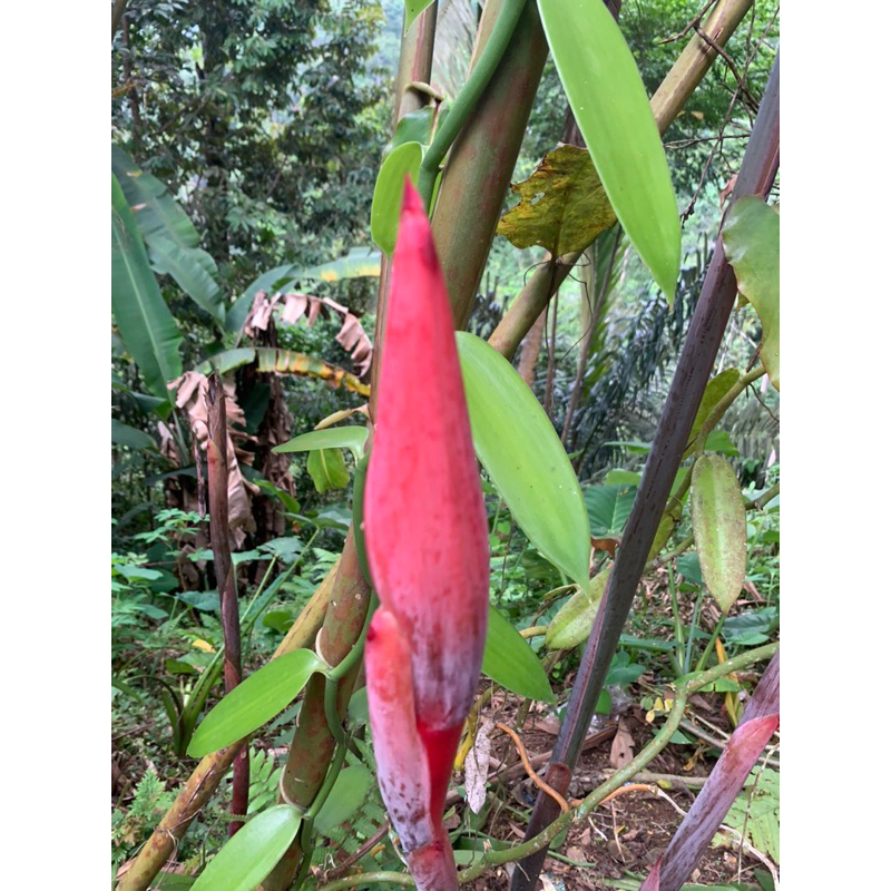 

rombeh/kicung/kembang keconbrang