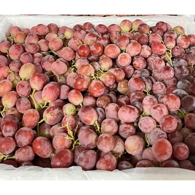 

Anggur red globe karat