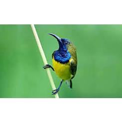 Sogon Jantan Metalik