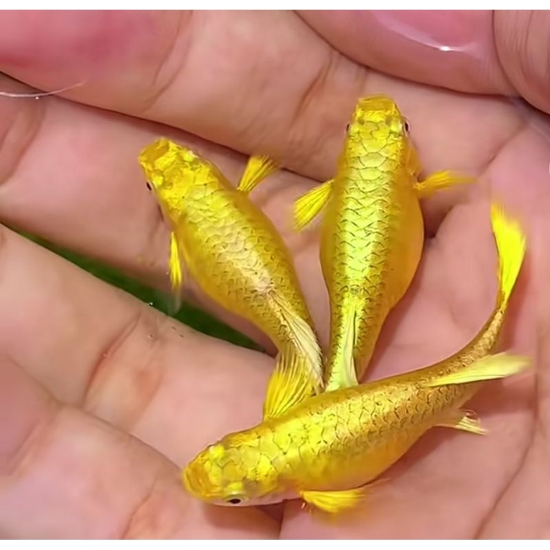 hiasan guppy gold vietnam (1 pasang),