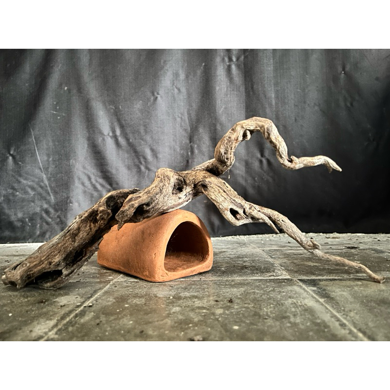 Santigi Laut/ Stigi Laut (Pemphis Acidula)