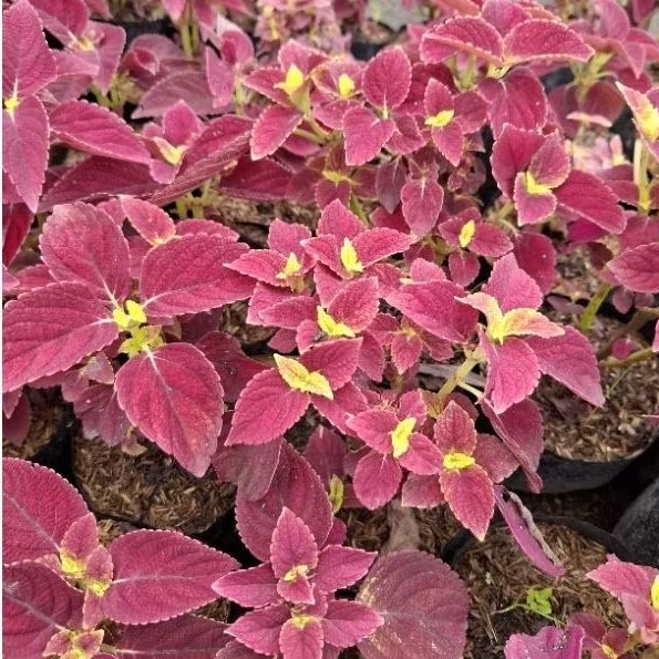 Tanaman Miana Sun ( Tengah Kuning ) Coleus Scutellarioides / Coleus Plants