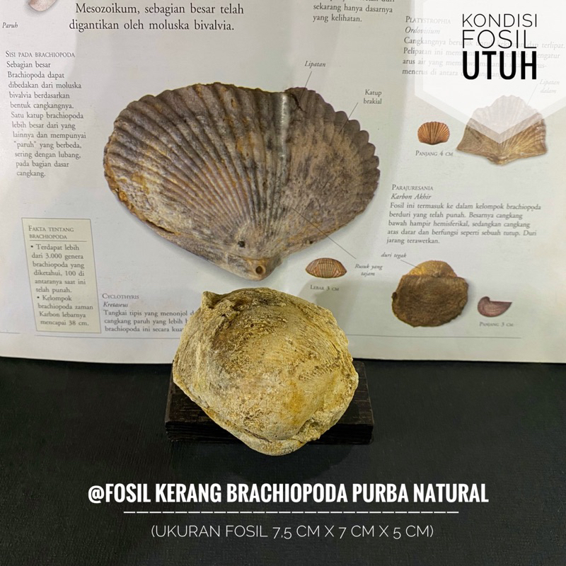 Fosil Kerang Brachiopoda Natural B18 atau Fosil Keong atau Fossil Bivalvia atau Fosil Kijing atau Fo