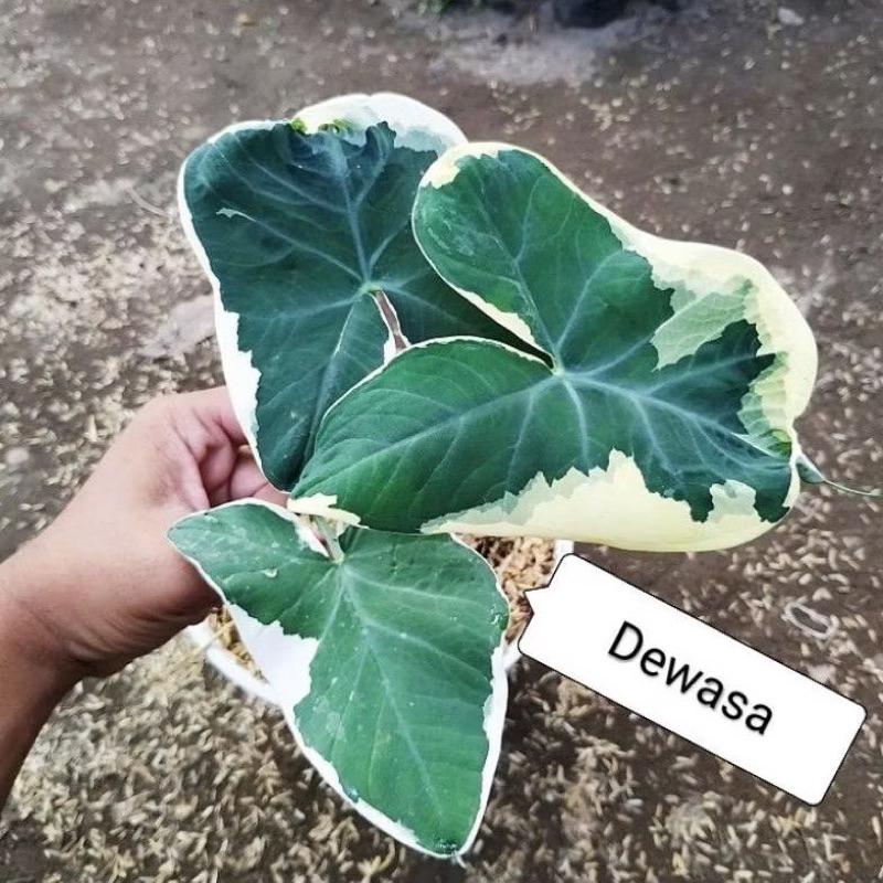 ( NEW BISA COD ) Tanaman Hias Keladi Cinta kantong semar 2-3 Daun / Bibit Tanaman Caladium Alocasia 