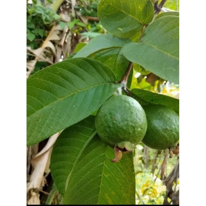 

daun jambu biji Sega per 20 lembar termurah