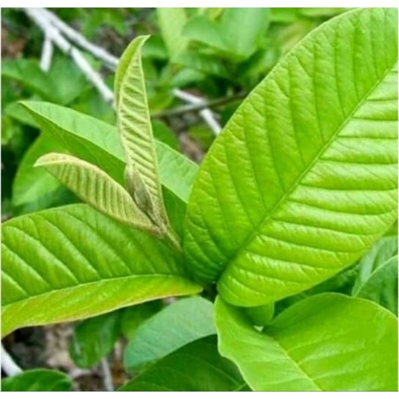 

Daun jambu biji per 100 lembar untuk herbal fresh pupuk tanpa bahan kimiadi ptik saat masuk order