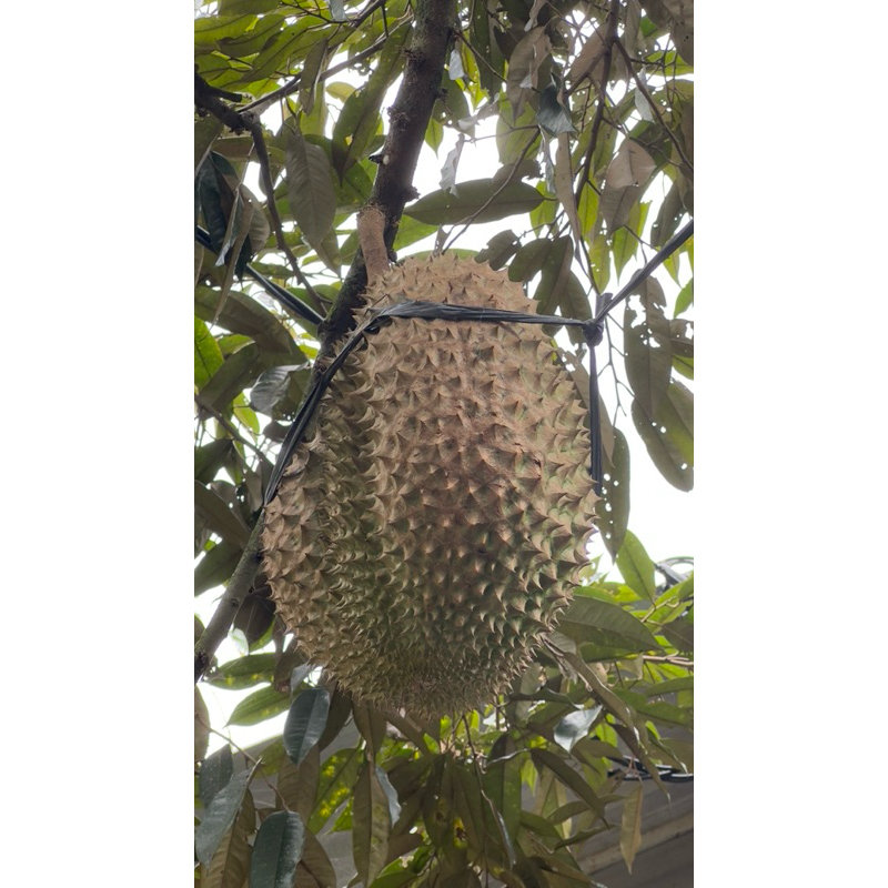 

duren bawor musang king