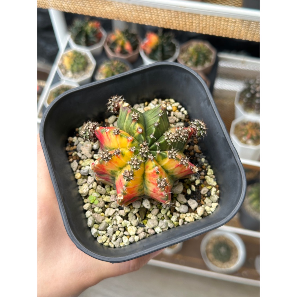Kaktus Gymno Var Merah (1 - 2 cm) / Cactus Gymno Var Red / Kaktus Hias / Kaktus Lucu